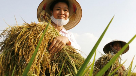 Thị trường gạo thế giới tuần từ 15 - 19/9/2014