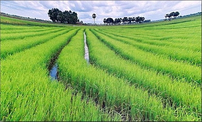 Thị trường gạo thế giới tháng 9/2014
