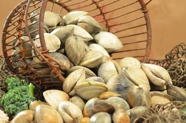 EU sẽ kiểm tra chất lượng nhuyễn thể hai mảnh vỏ ở Việt Nam