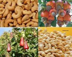 Dự báo giá điều tươi vụ 2015 sẽ tăng hơn vụ 2014