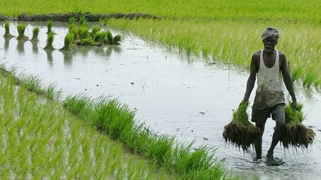 Ấn Độ: Dự báo có thể xuất khẩu trên 11 triệu tấn gạo trong năm 2015