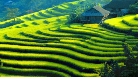 Hoàng Su Phì - Giấc mơ cuối cùng