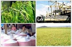 Phát triển thương hiệu gạo Việt Nam