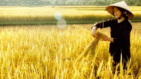 Phát triển thương hiệu gạo Việt Nam