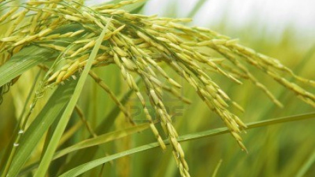 USDA: Dự báo sản lượng gạo trên toàn cầu niên vụ 2014/2015 sẽ giảm nhẹ