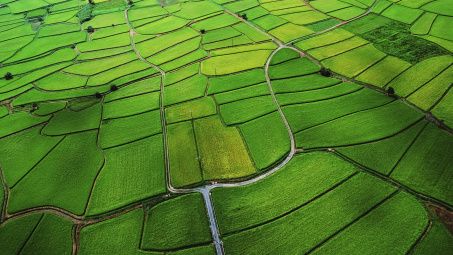 Thị trường gạo thế giới tuần từ 13 – 17/10/2014