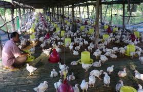 Từ 20/10/2014:  22 hóa chất, kháng sinh trong thức ăn chăn nuôi gia súc, gia cầm sẽ bị cấm nhập khẩu, sản xuất, kinh doanh và sử dụng tại Việt Nam