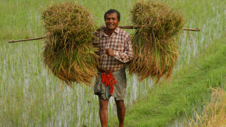 Bangladesh sẽ mua vào 300.000 tấn gạo vụ Aman 2014/2015