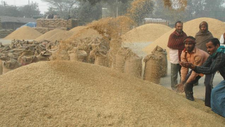 FAO: Báo cáo hoạt động sản xuất lúa gạo của Nepal và Bangladesh