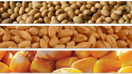 Giá đậu tương chạm mức cao nhất trong vòng 2 tháng trở lại đây