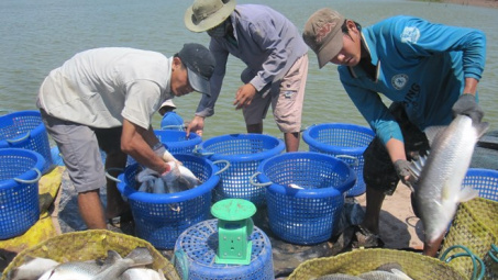 Metro giúp nông dân chuyển đổi VietGAP trong nuôi trồng thủy sản