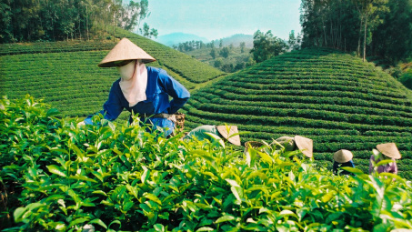 Dự báo xuất khẩu chè năm 2014 vẫn ổn định 
