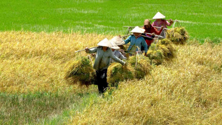 Thị trường gạo thế giới tuần từ 3 - 7/11/2014