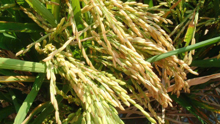 FAO: Sản lượng gạo toàn cầu sẽ giảm nhẹ trong niên vụ 2014/2015