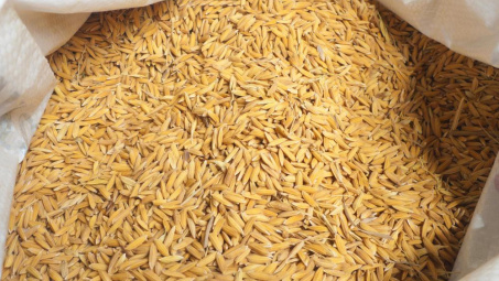 Quy chuẩn kỹ thuật quốc gia đối với thóc dự trữ quốc gia