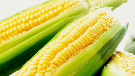 Giá ngô tăng do USDA bất ngờ hạ dự báo sản lượng ngô của Mỹ