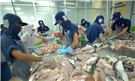 Chú ý tăng cường kiểm soát dư lượng kháng sinh khi xuất khẩu thủy sản sang EU