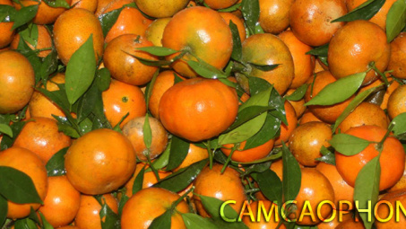 Cam Cao Phong của tỉnh Hòa Bình được đăng ký chỉ dẫn địa lý