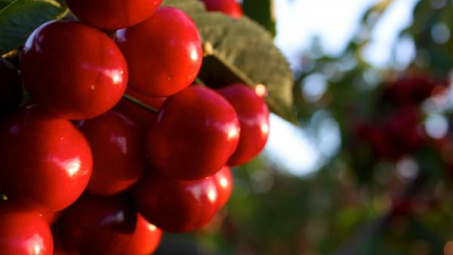 Australia công bố chương trình quản lý an toàn sinh học cho quả cherry