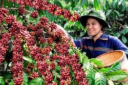 Sản lượng cà phê niên vụ 2014-2015 dự báo giảm
