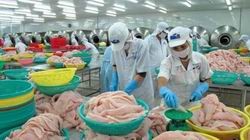 Cảnh báo kháng sinh cấm trong cá tra xuất khẩu
