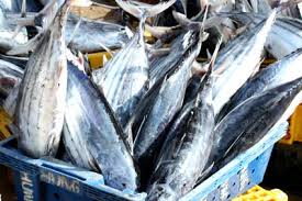 Xuất khẩu cá ngừ tăng mạnh