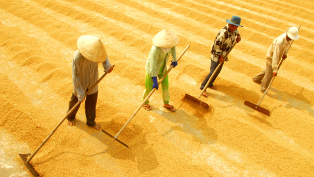 Giá gạo thế giới ngày 25/11/2014