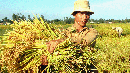Giá gạo thế giới ngày 26/11/2014