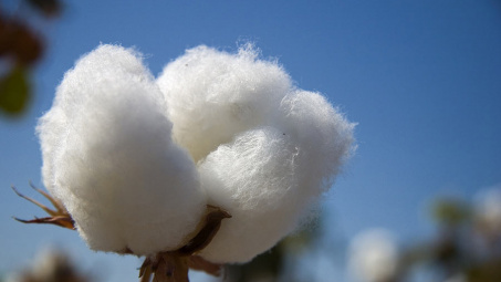 Sản lượng bông của Australia niên vụ 2014/2015 có thể giảm 19%