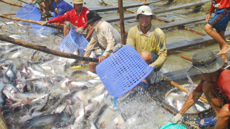 Ứng dụng VietGAP trong phát triển nuôi trồng thủy sản bền vững tại Việt Nam