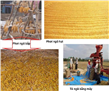 Kết quả thực hiện nhiệm vụ Nghiên cứu thiết, chế tạo thiết bị khí hóa liên tục quy mô công nghiệp sử dụng nguyên liệu từ các phụ, phế phẩm nông nghiệp (vỏ trấu, lõi ngô)