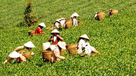 20/12/2014, Khai mạc Tuần văn hóa Trà Lâm Đồng