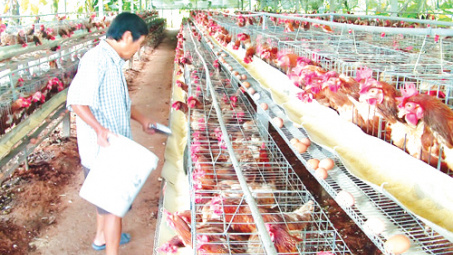 Phát triển chăn nuôi: Bước đột phá của tỉnh Vĩnh Phúc