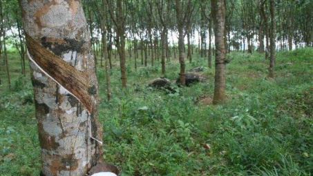 Lũ lụt tại Thái Lan và Malaysia khiến giá dầu cọ và cao su tăng cao