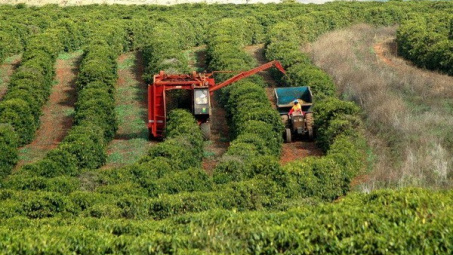 Sản lượng càphê Brazil giảm mạnh do ảnh hưởng của hạn hán