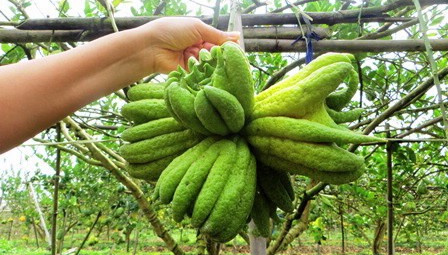 Phật thủ - Đặc sản Đắc Sở vào mùa đón Tết
