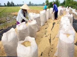 Tổng quan ngành sản xuất lúa gạo của Ghana