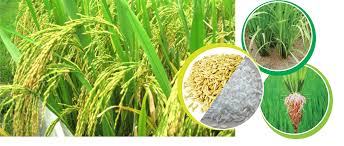 Tình hình sản xuất và nhập khẩu lúa gạo tại một số nước Tây Phi