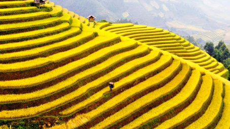 Tổng hợp tin thị trường gạo quốc tế ngày 24/2/2015