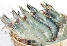 Mỹ giảm thuế chống phá giá tôm Việt Nam