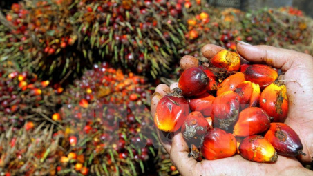 Xuất khẩu dầu cọ của Malaysia giảm mạnh trong tháng Hai