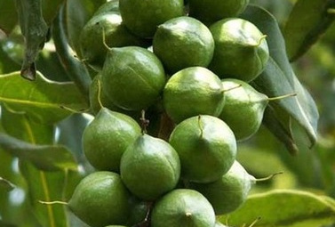 Sẽ xây nhà máy chế biến "nữ hoàng quả khô" trong năm 2015