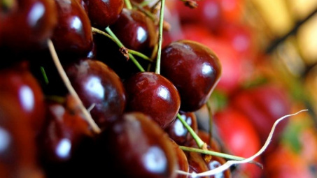 Australia đẩy mạnh xuất khẩu cherry sang các thị trường châu Á
