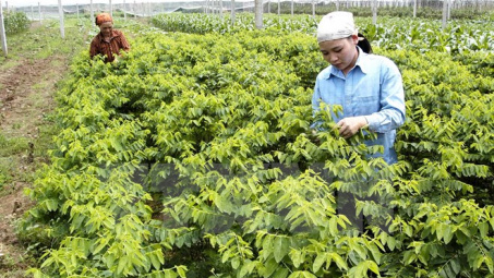 Tập đoàn Nhật Bản đầu tư 1 triệu USD xây nhà máy rau sạch tại Hà Nam