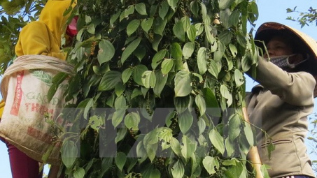 Năng suất hồ tiêu Việt Nam xếp vào loại cao nhất thế giới