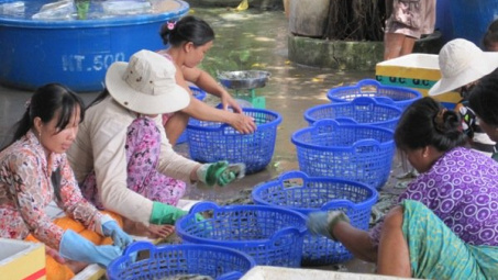Tôm xuất khẩu khó cạnh tranh với Ấn Độ