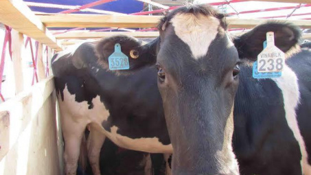 Vinamilk đón thêm 400 "cô" bò sữa cao sản Úc