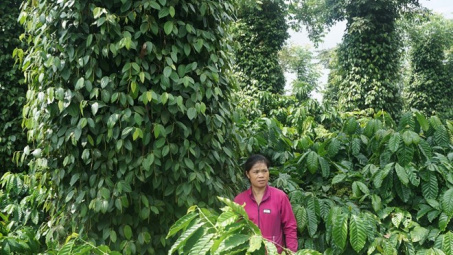 Đưa Việt Nam trở thành tham chiếu cho cà phê Robusta thế giới