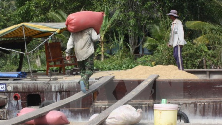 Cơ bản hoàn thành chỉ tiêu thu mua tạm trữ 1 triệu tấn quy gạo