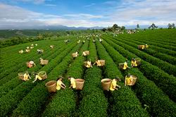 Hướng dẫn chính sách tài chính đặc thù đối với cty nông, lâm nghiệp sau đổi mới